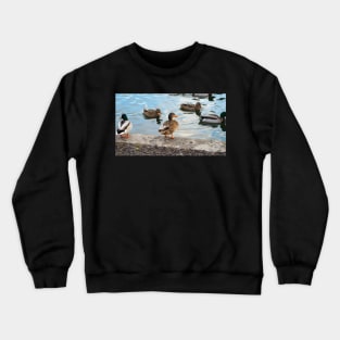 Female Mallard Duck Standing By The Pond Crewneck Sweatshirt